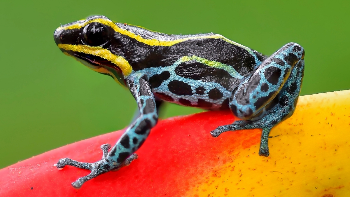 Snakes Caught ‘Wiping’ Poison Off Frogs, Amidst Nature’s Toxic Arms Race : ScienceAlert