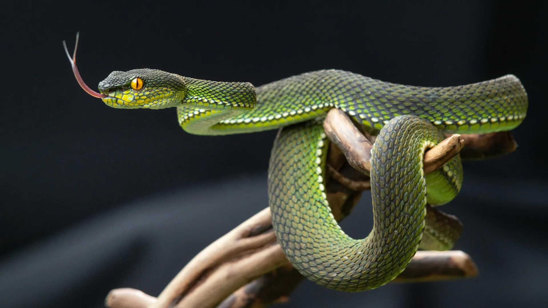 Snake pee might hold the secret to ending gout pain and kidney stones