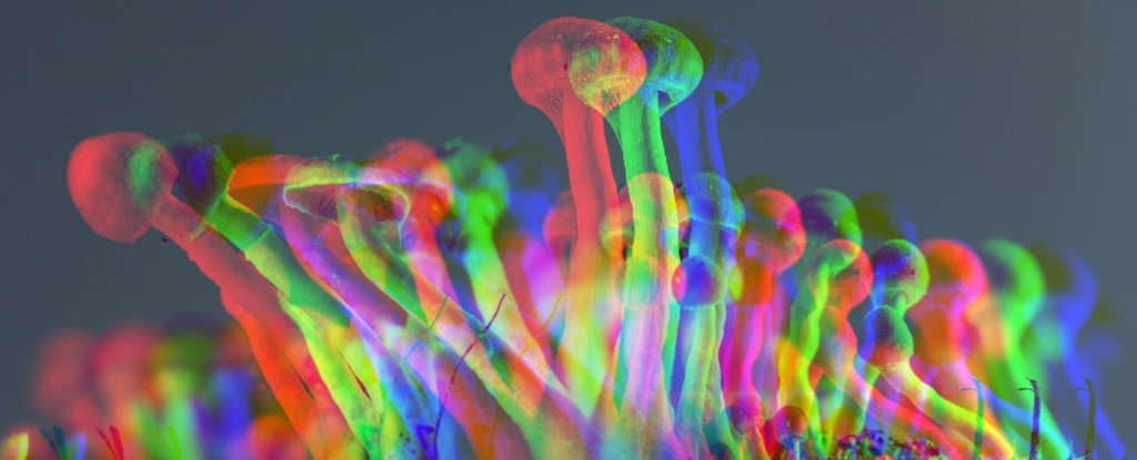 Multiple Mushrooms Have Evolved Their Own Ways to Make Psilocybin : ScienceAlert