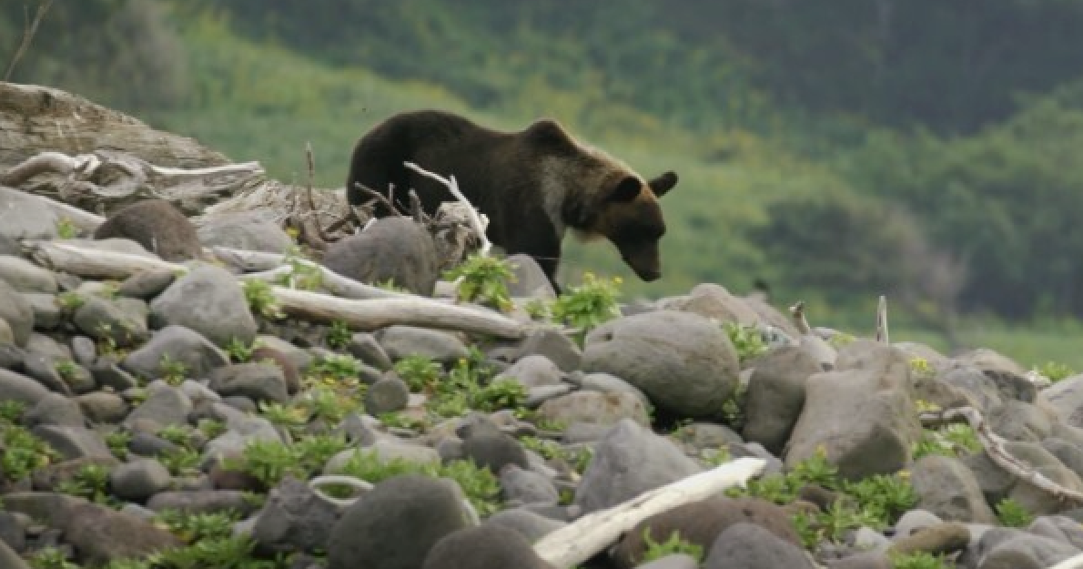 Bears kill 1 person, injure 4 in Japan as record number of deadly attacks continues to rise