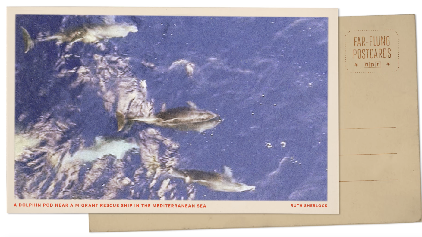 Dolphins swim alongside migrant rescue ship : NPR