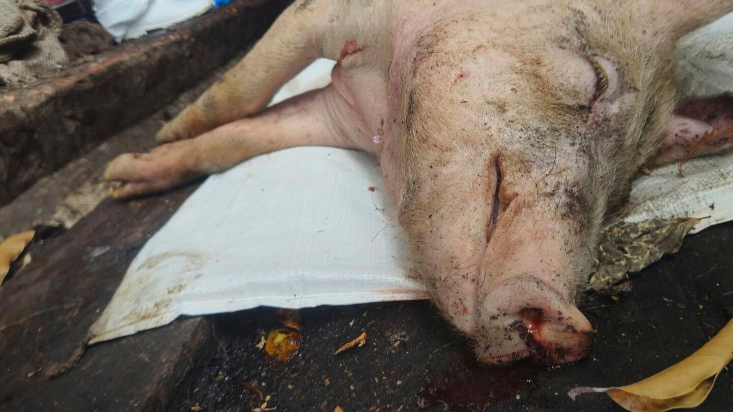 Taiwan reports its first case of African swine fever