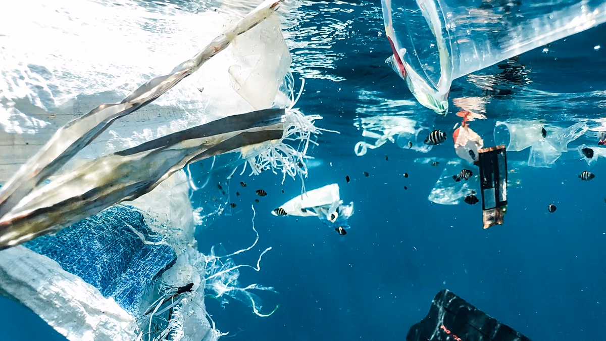 ‘Existential threat’: How small doses of ocean plastic are killing off marine life