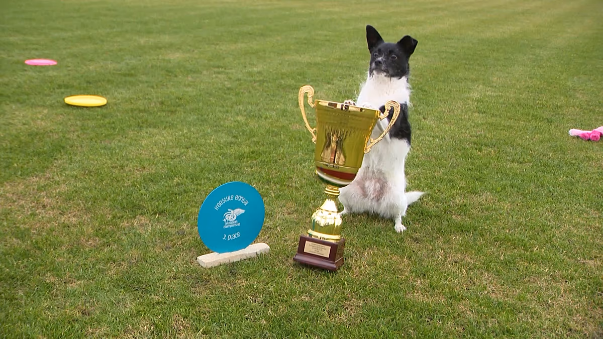 Video. Flying Cake Beza: shelter dog crowned European frisbee champion