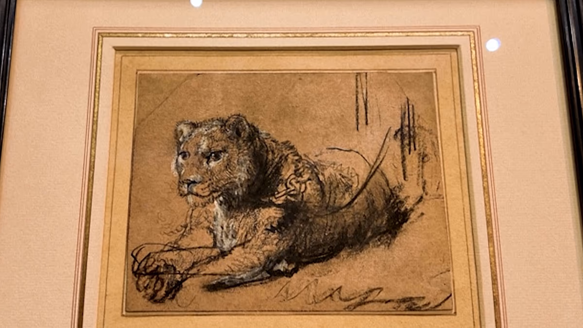 Video. Rembrandt’s rare 400-year-old lion drawing goes up for auction