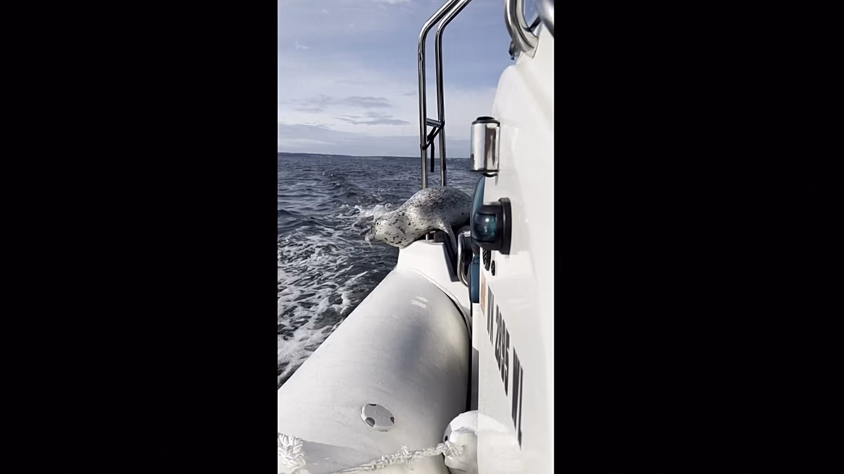 Video. Watch: Seal jumps onto photographer’s boat to escape orcas
