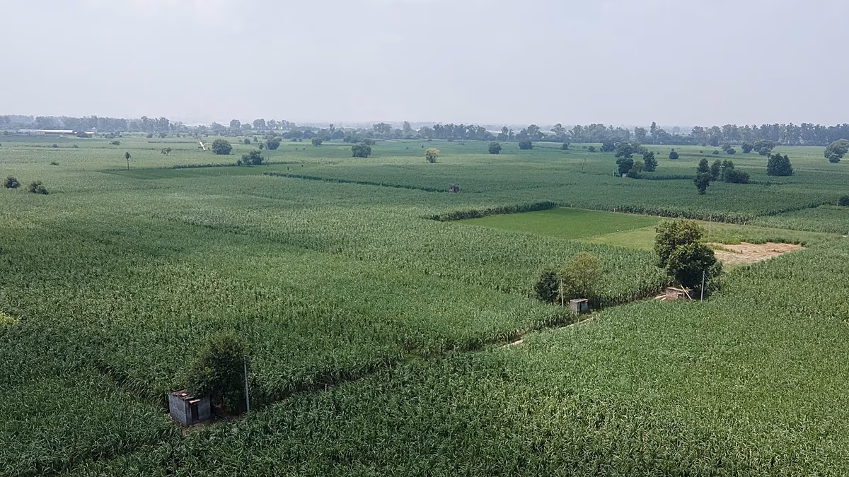 EU seeks to exploit nature-based products for competitiveness push, green groups say