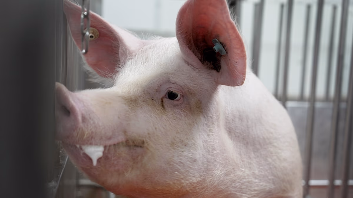 First clinical trial testing pig kidney transplants in people launches in US