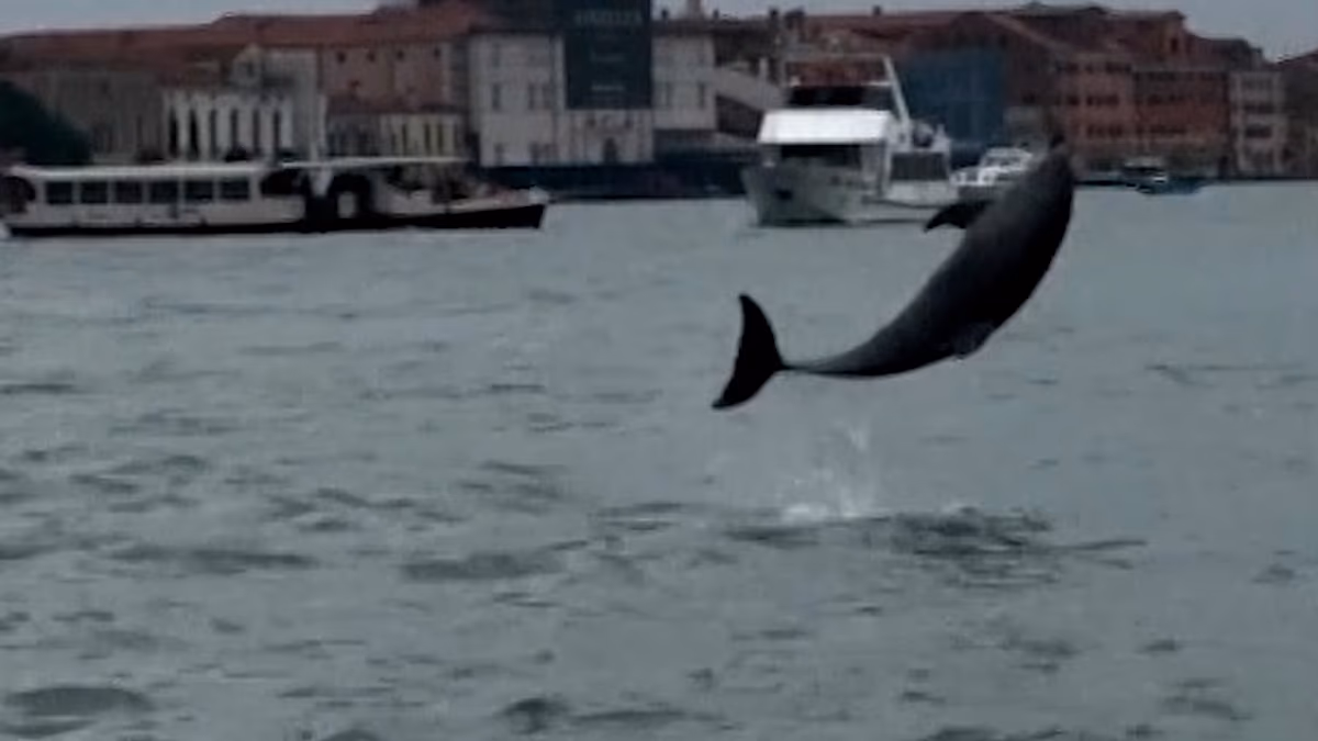 Video. Dolphin Mimmo thrills Venice but faces danger in the lagoon