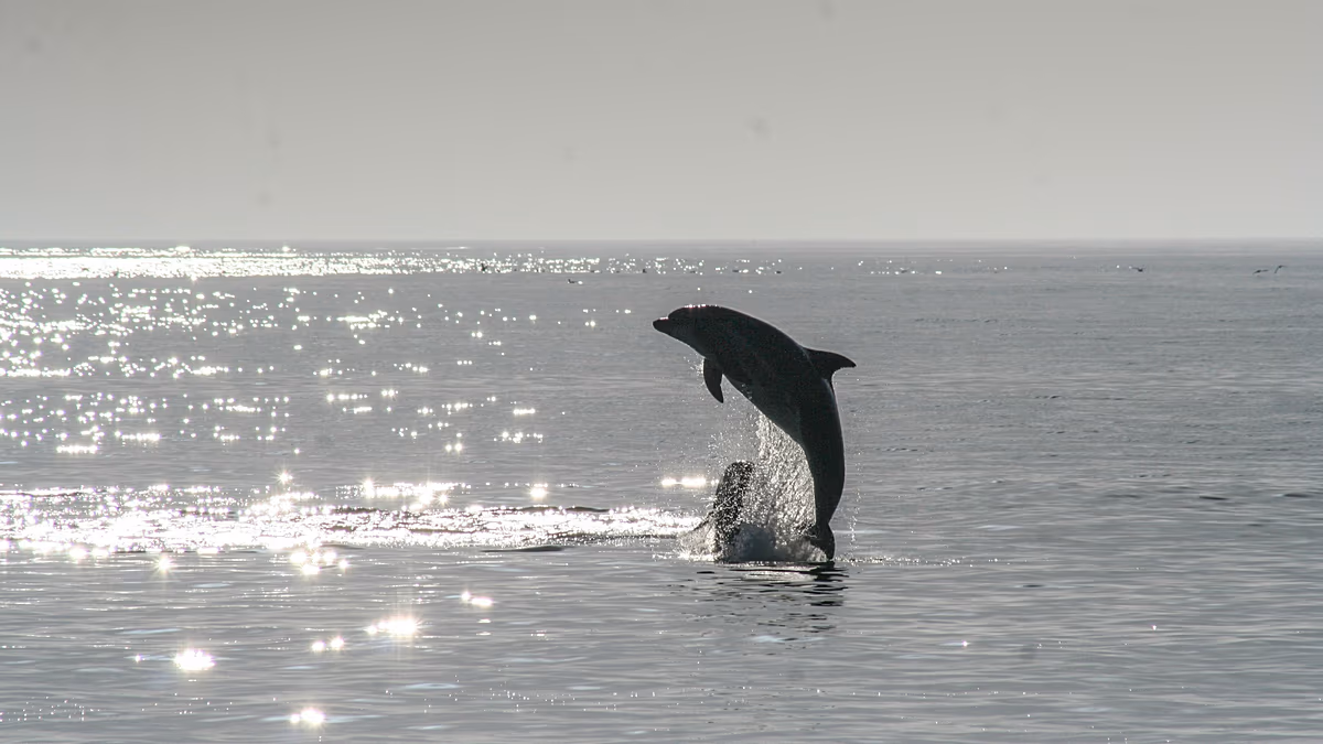 A dolphin has been delighting tourists in Venice’s lagoon. But concerns are growing for its safety