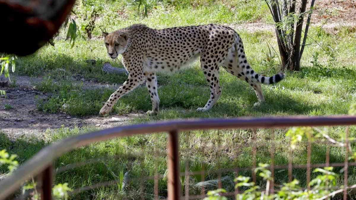 Video. Rare African cheetah brothers arrive at UK’s Chester Zoo