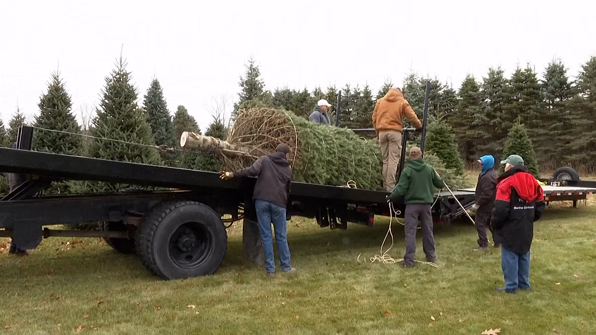 Video. White House Christmas tree: Michigan fir wins national contest