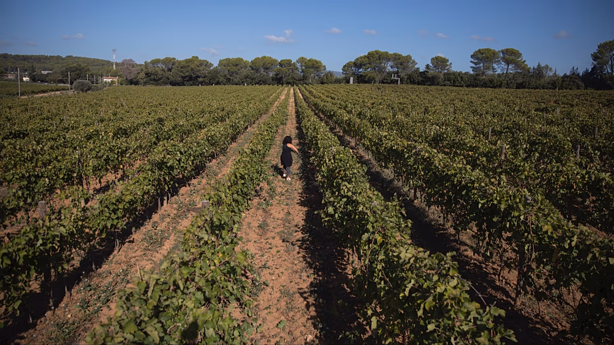 France blames climate change for ‘deteriorating’ wine industry. But is uprooting vines the solution?
