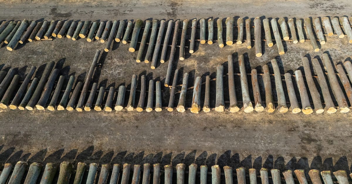 EU countries seek to weaken deforestation law as green backpedaling continues – POLITICO