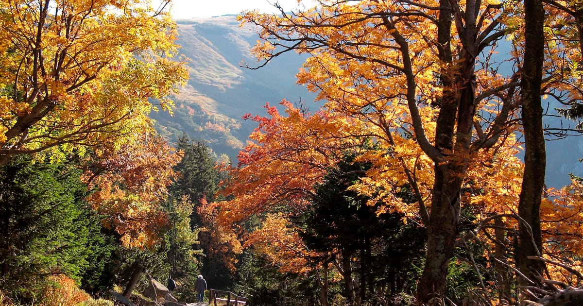 EU conservatives vote with far right to weaken forest protections – POLITICO