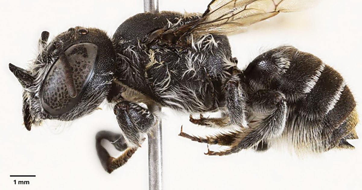 New ‘Lucifer’ bee discovered in Australia