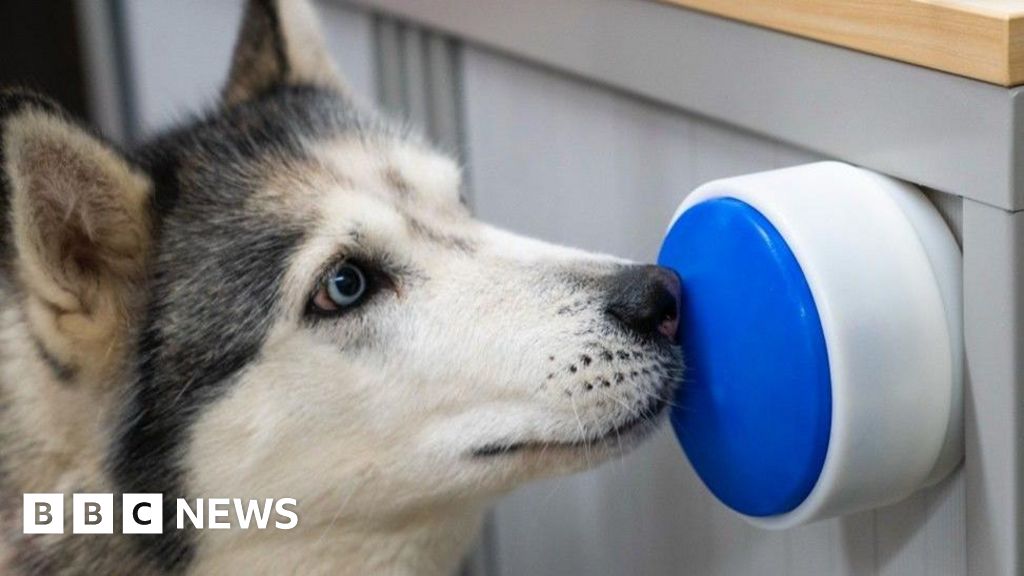 Button that dogs can push allows them control home appliances