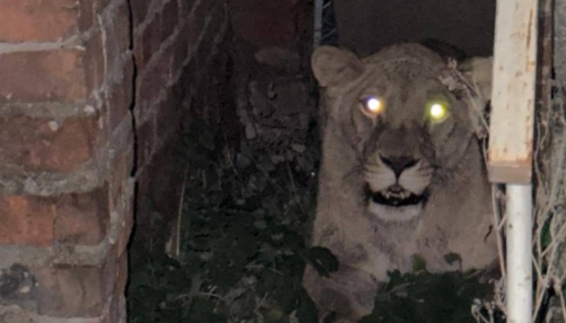 Police show footage of search for lioness in Khmelnytskyi