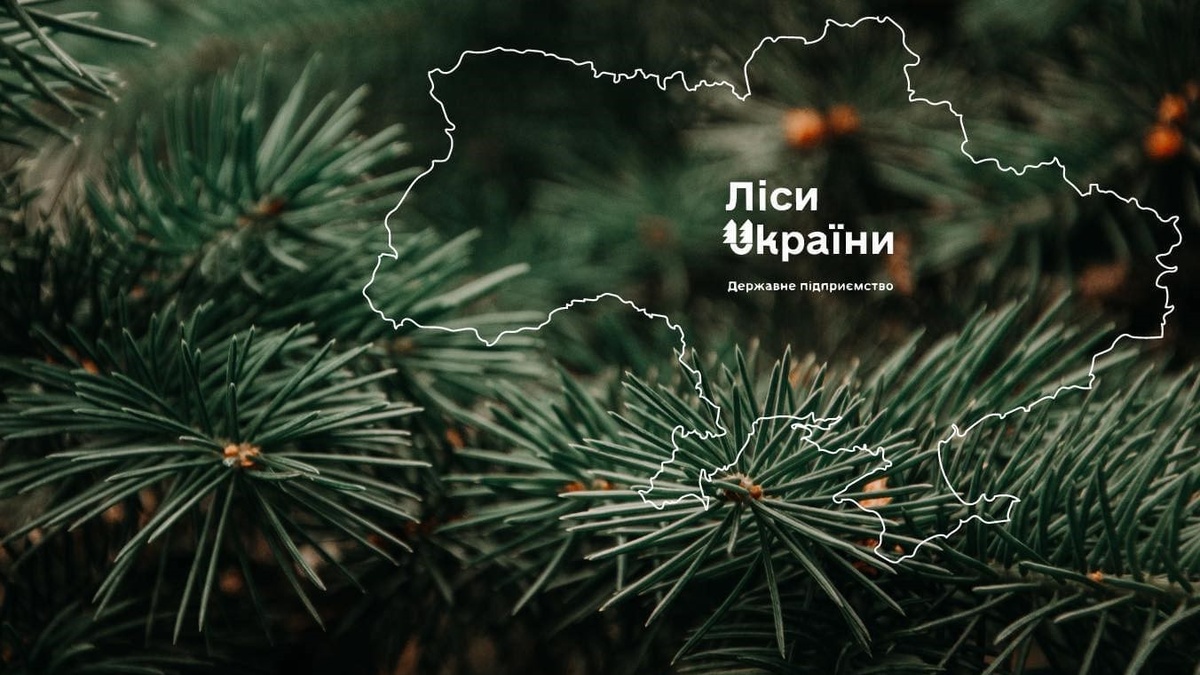 Ukrainian govt launches pilot for timber exporter e-cabinet – PM