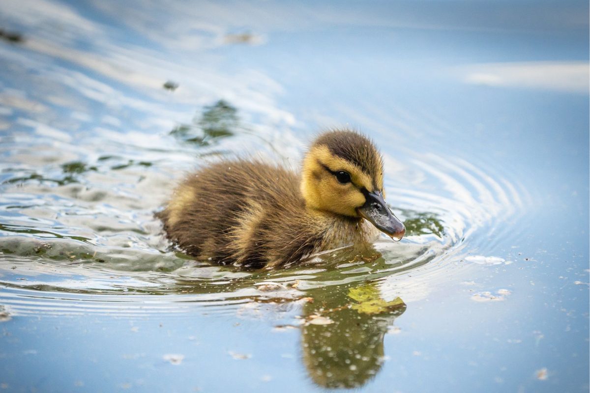 Forever chemicals are altering the DNA of unhatched ducklings, study finds