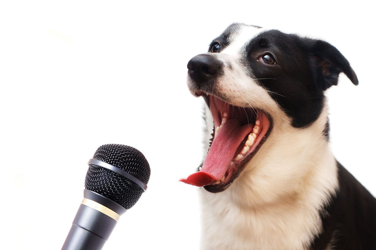 Scientists have almost cracked the secret language of animals. Here’s what they’ve learned