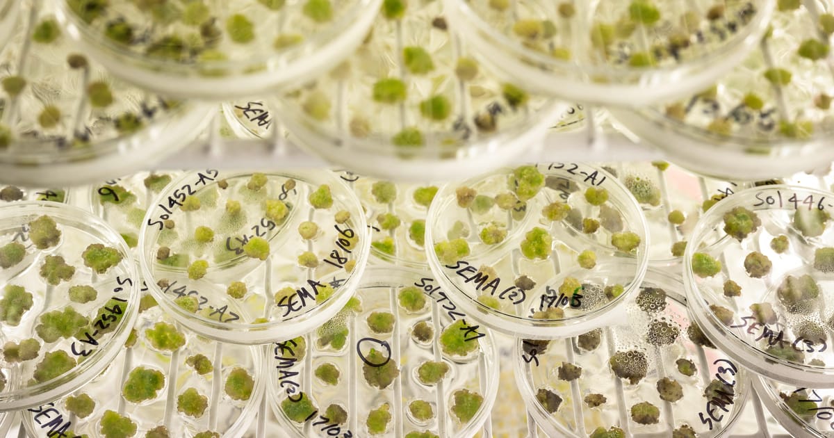 Far right to the rescue on Europe’s gene-editing revolution – POLITICO