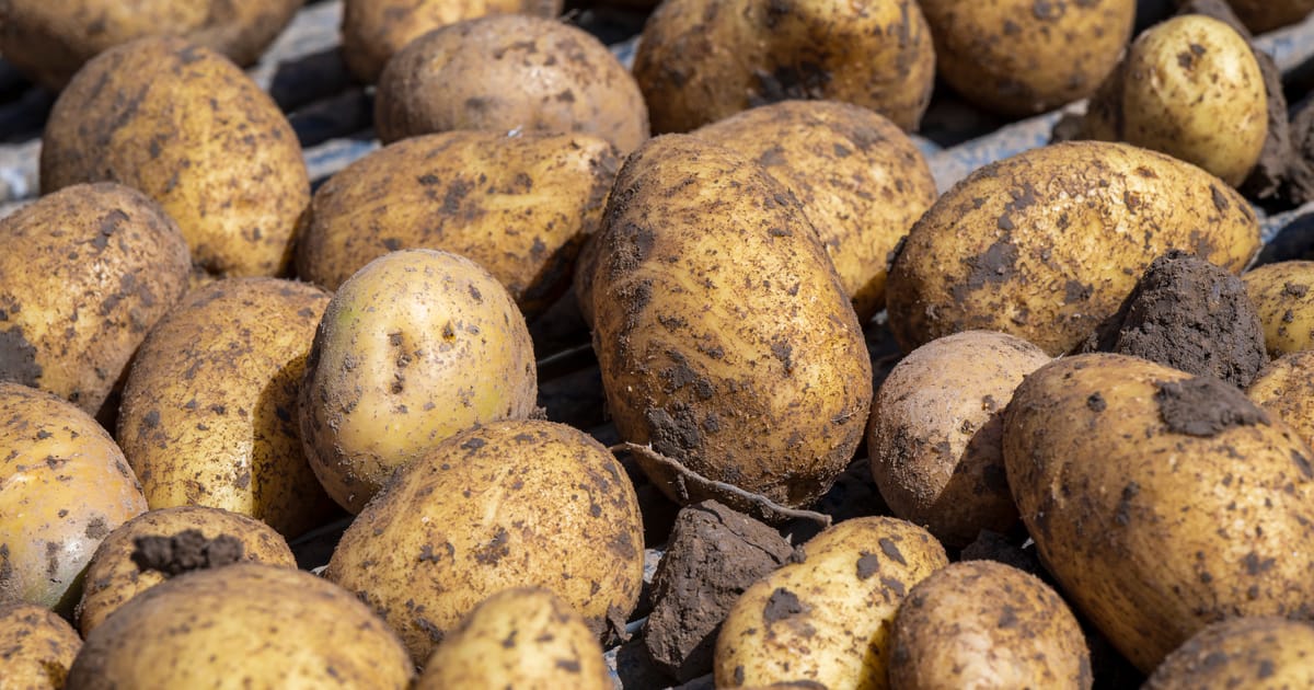 A camel, two potatoes and a Lego pyramid: When political gifts get weird