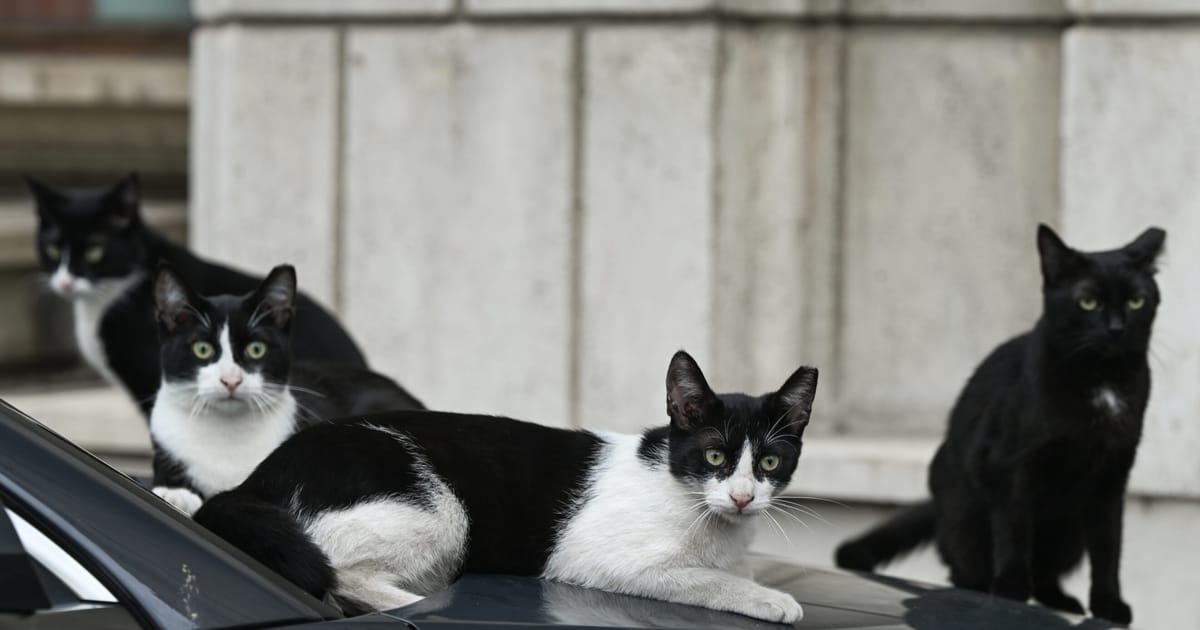 EU strikes deal on protections for cats and dogs – POLITICO