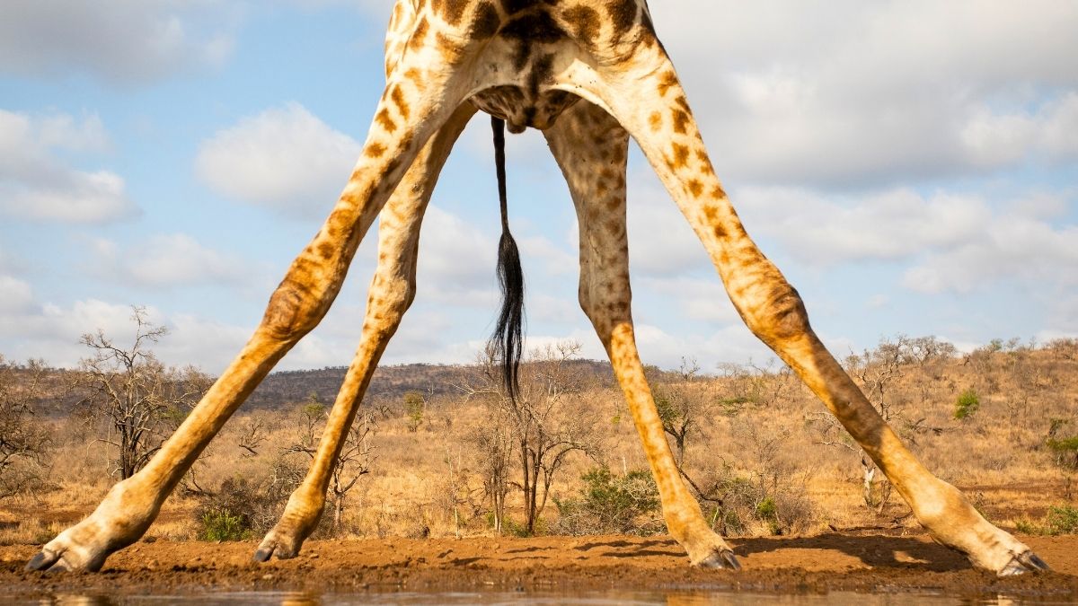 The Surprising Reason Why Giraffes Have Such Very Long Legs : ScienceAlert