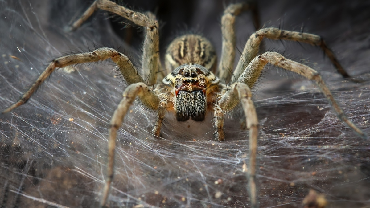 Arachnid Megacity Discovered in Cave May Be World’s Largest Spider Web : ScienceAlert