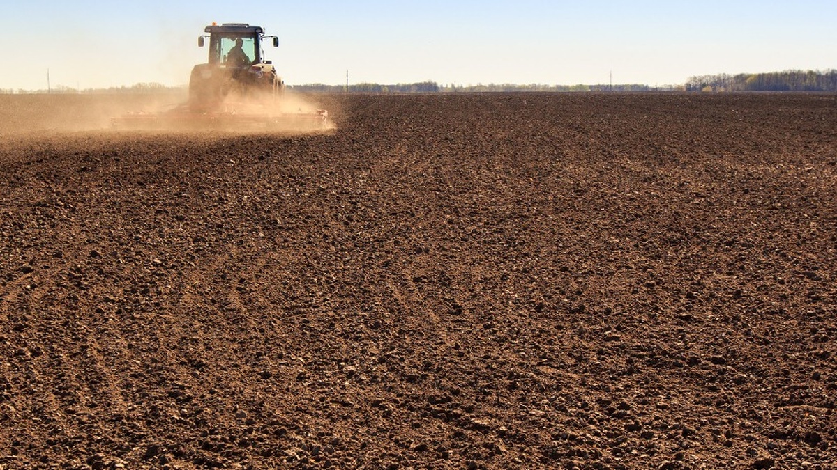 Agrotrade plants 11,600 ha of winter wheat for 2026 harvest