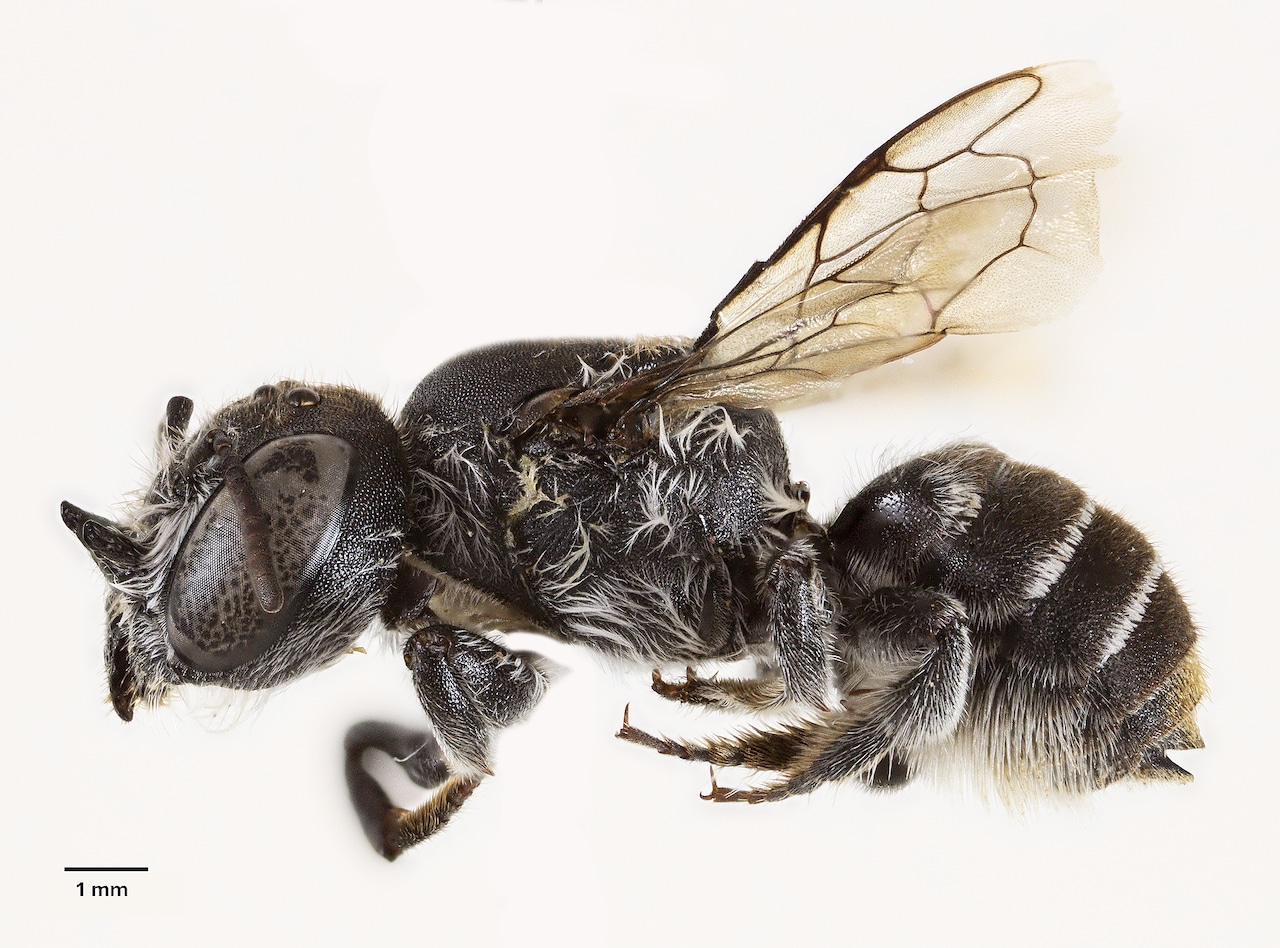 New bee species discovered with devil-like horns named ‘Lucifer’