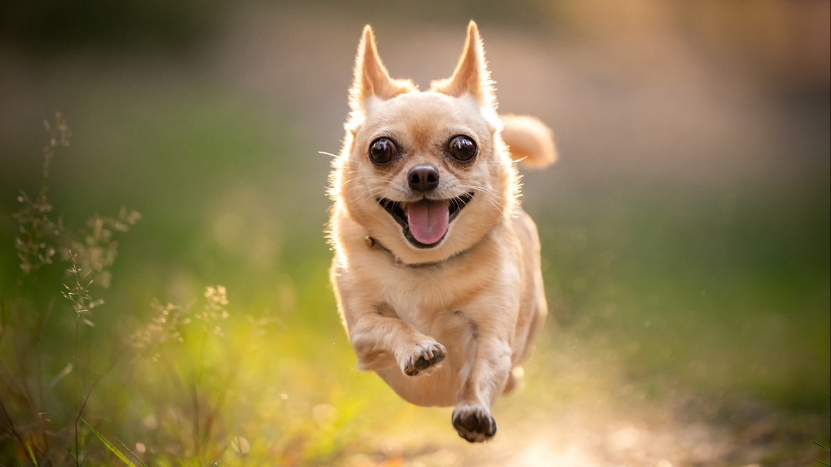 We May Have Bred Neurodiversity Into Our Pets, Expert Suggests : ScienceAlert