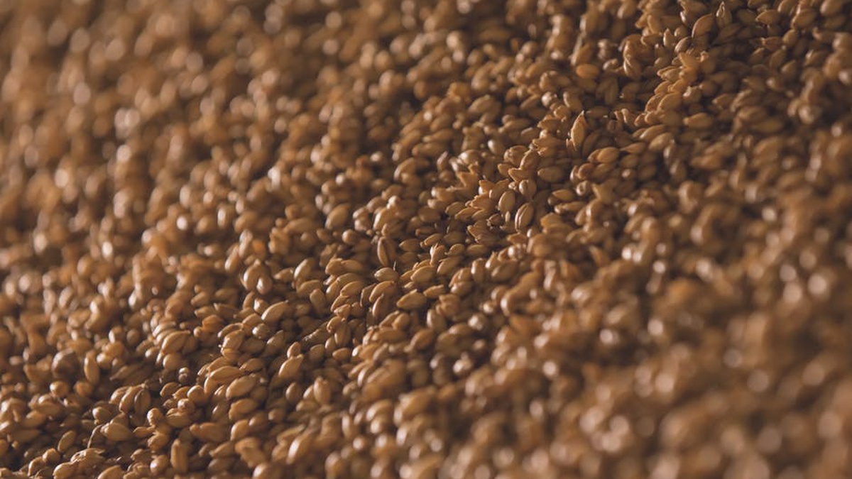 Ukraine’s Kernel completes 2025 harvest, forecasts higher corn yields