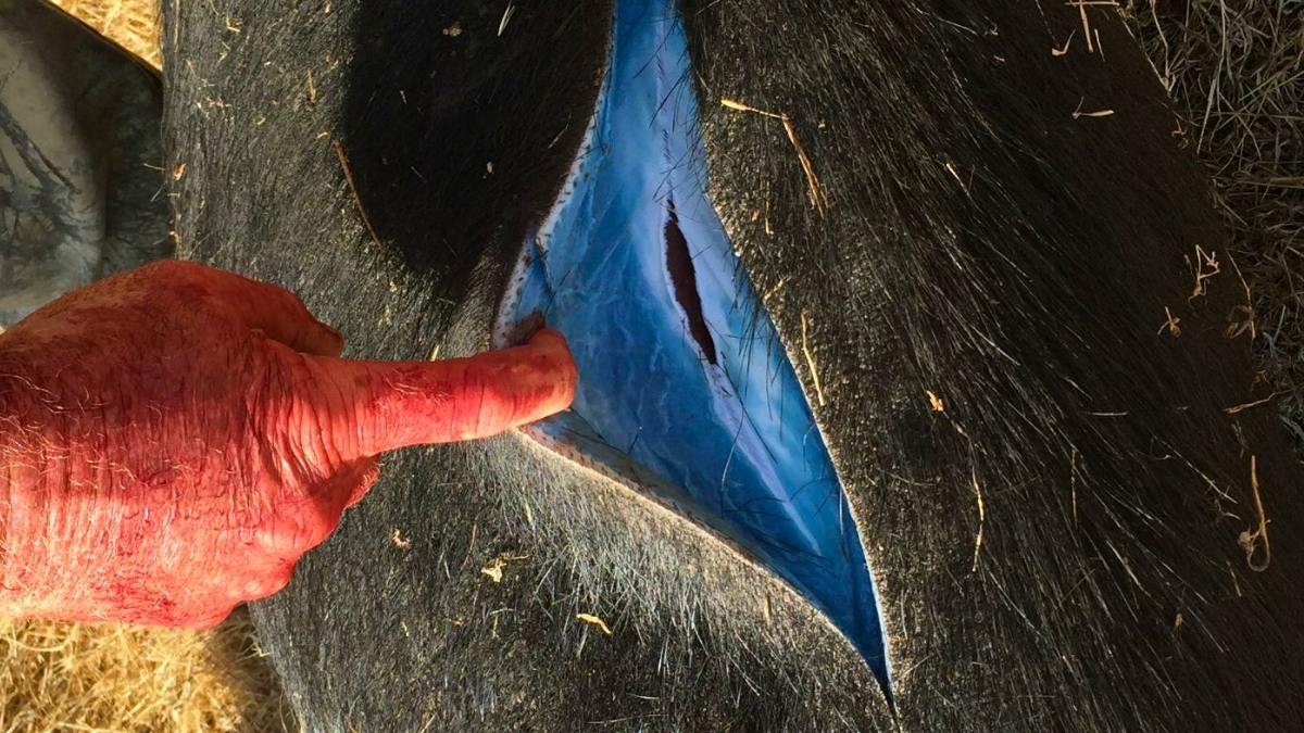 Wild Pigs Turned ‘Neon Blue’ in California, Triggering Warnings : ScienceAlert