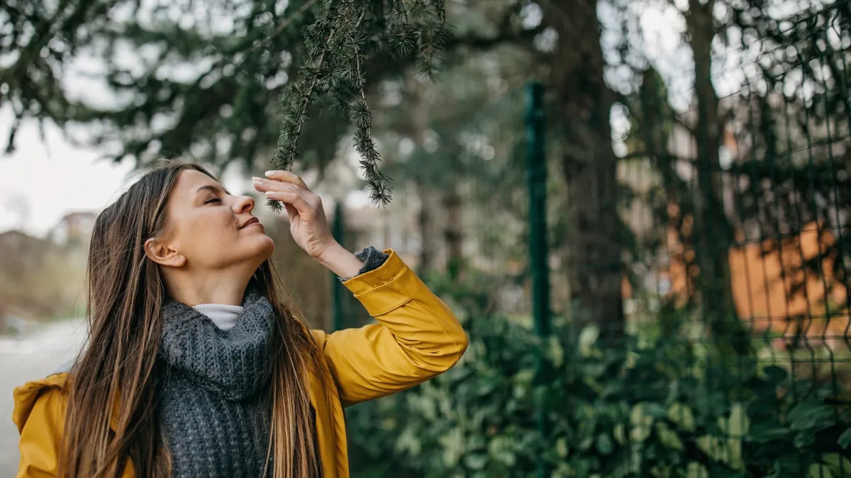 Why smelling a pine tree can instantly lift your mood