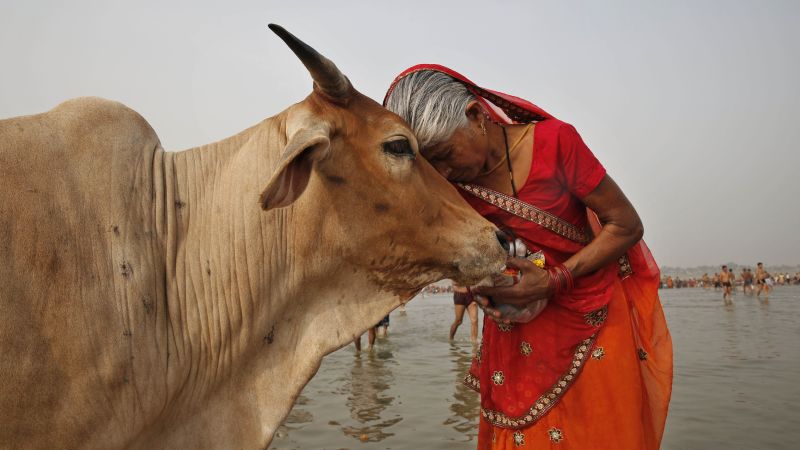 Why an email about cows is intensifying concerns about academic freedom in India