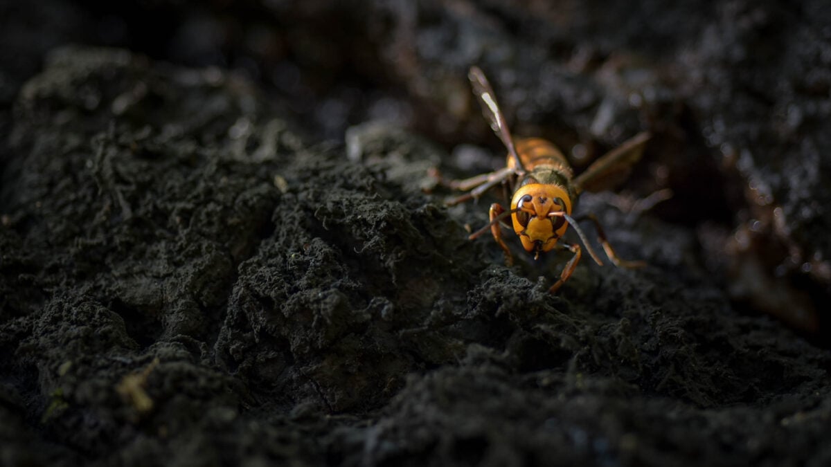 Venomous ‘Murder Hornets’ Kill Two American Tourists on Vacation in Laos