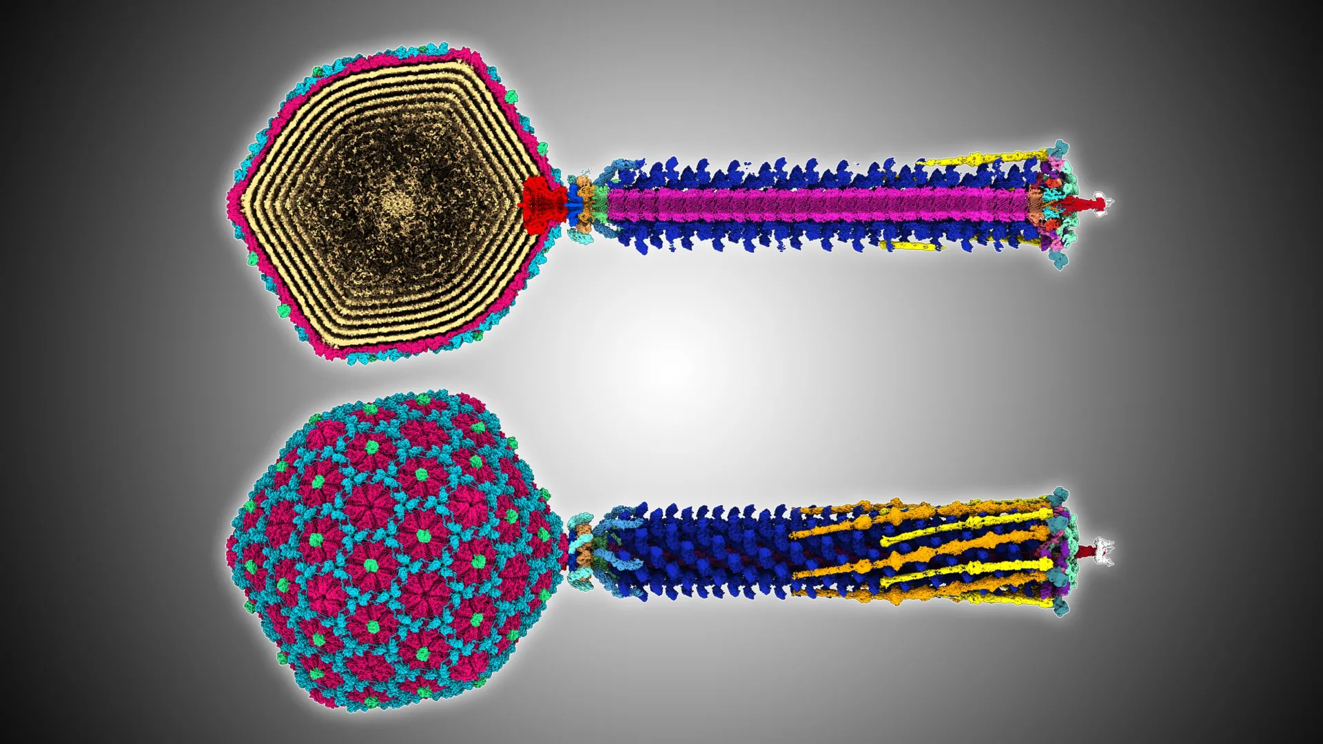 A tiny ancient virus reveals secrets that could help fight superbugs