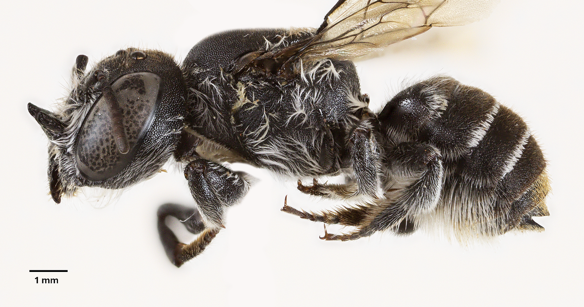 Scientists discover new “lucifer” bee with devil-like horns lurking in critically endangered wildflower in Australia