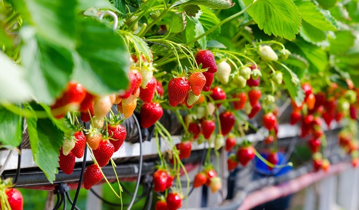 A company from Volyn is developing organic berry farming and exporting products to the EU.