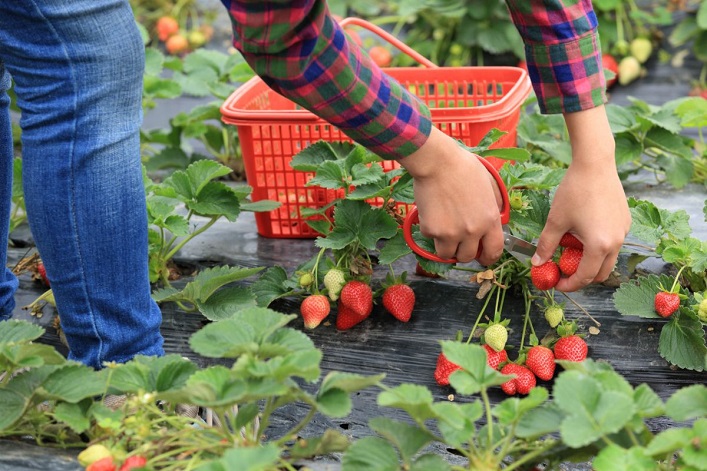 A berry company from the Zhytomyr region plans to hire seasonal workers from Asia to address the labor shortage.