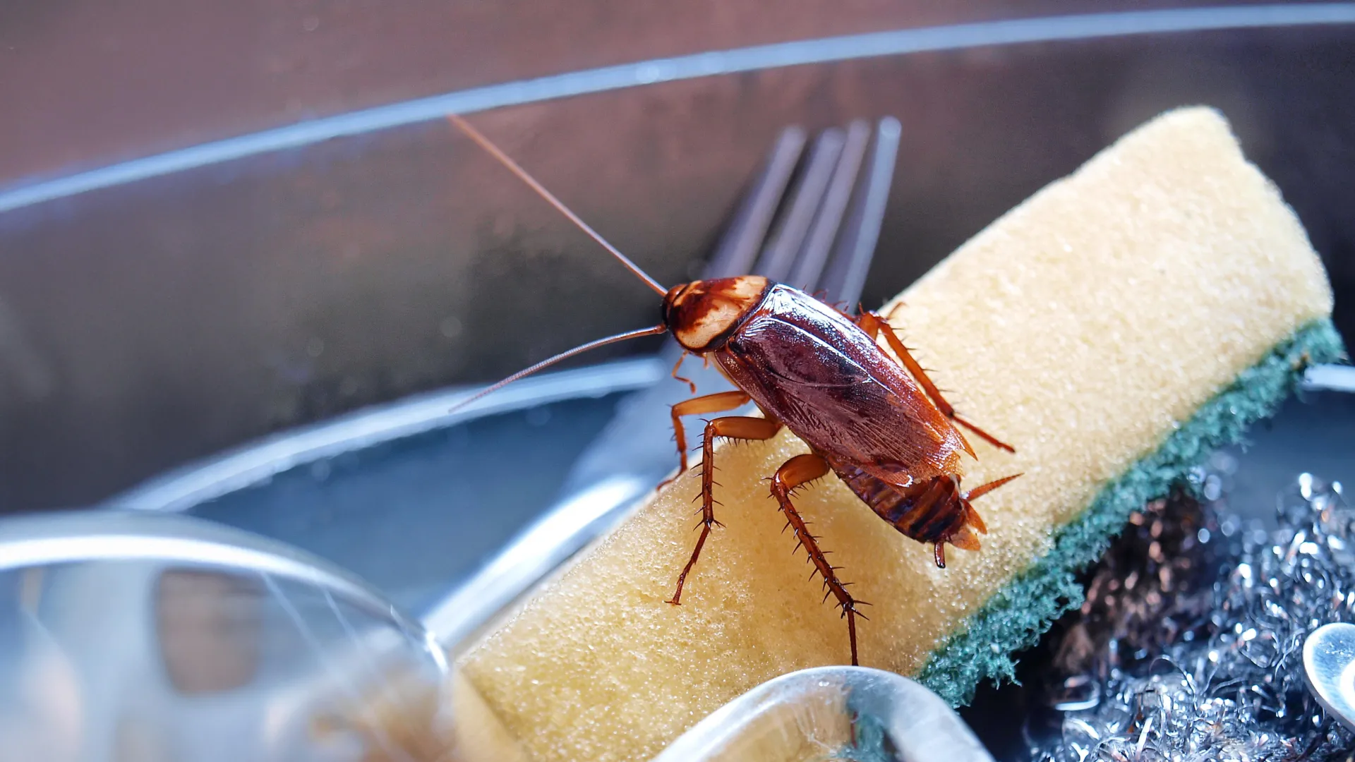 Cockroaches are secretly poisoning indoor air