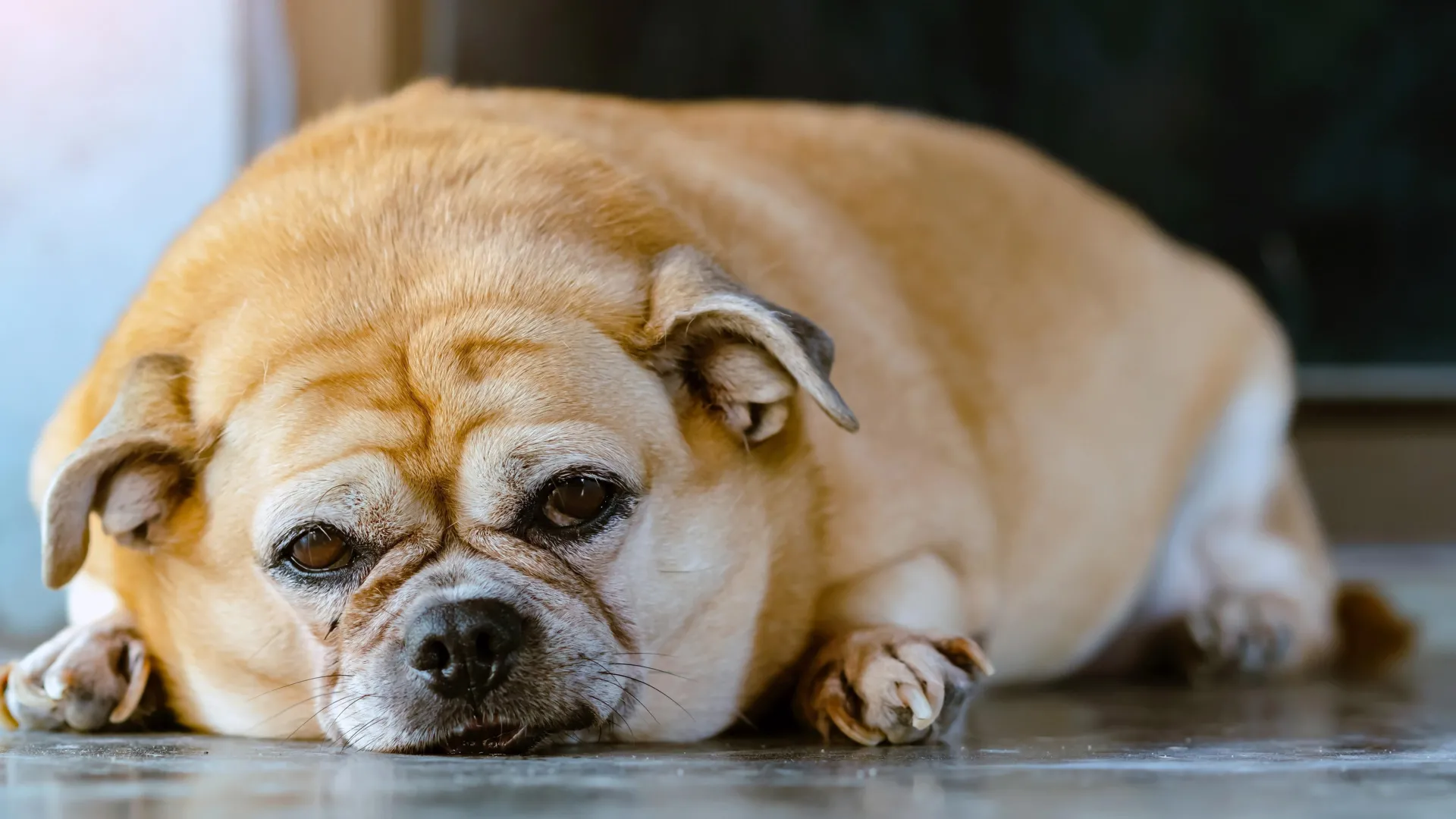 Animals are developing the same chronic diseases as humans