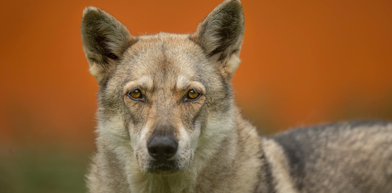 Dogs 10,000 years ago roamed with bands of humans and came in all shapes and sizes