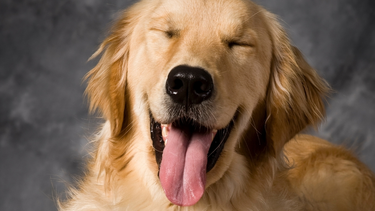 Humans Share a Surprising Genetic Link With Golden Retrievers : ScienceAlert