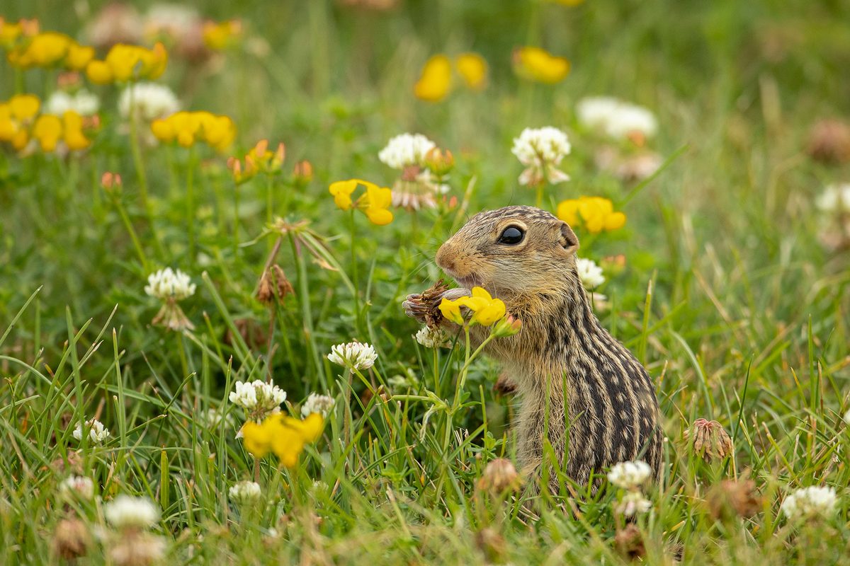 This sleepy squirrel could unlock a new way to treat heart disease