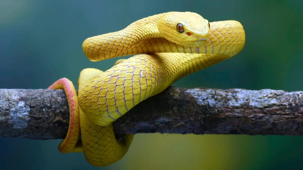 How do snakes move? It’s not all slithering.