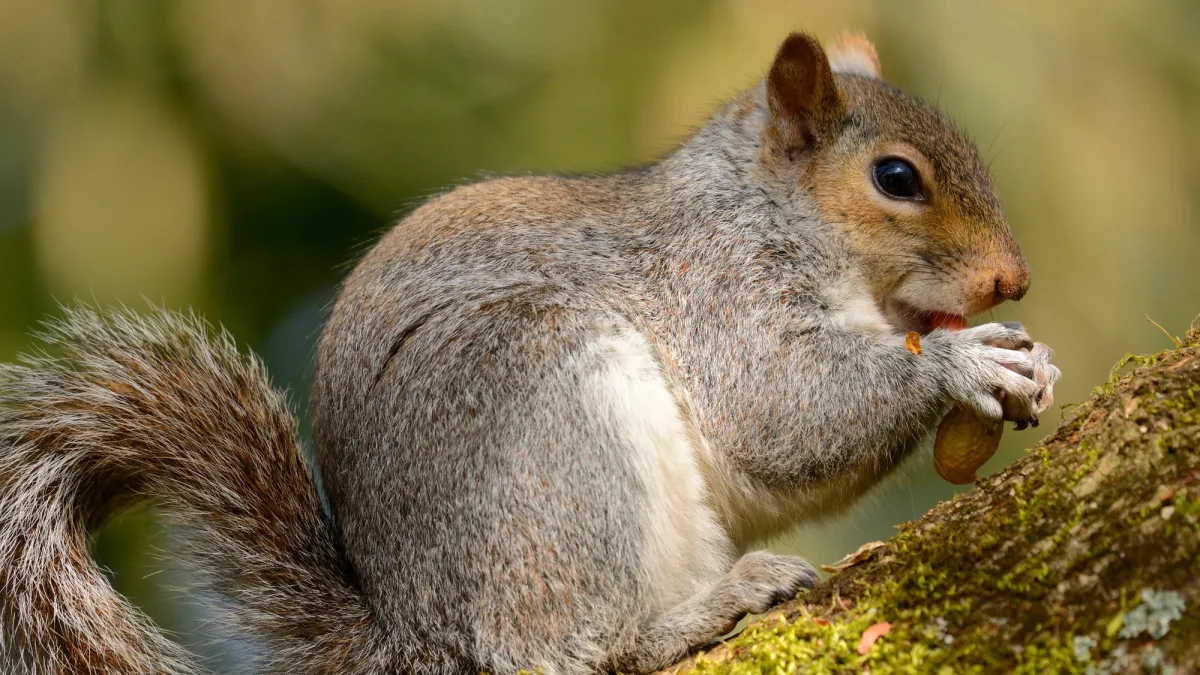 How squirrels actually find all their buried nuts