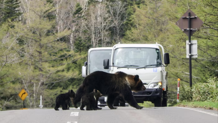 Japan enlists drones and ex-soldiers to battle surge in bear attacks